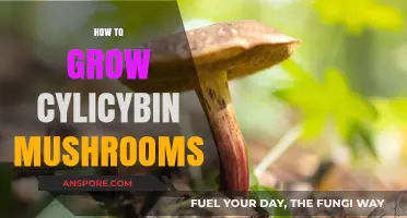Cultivating Psilocybin Mushrooms: A Comprehensive Guide to Safe Growth Techniques