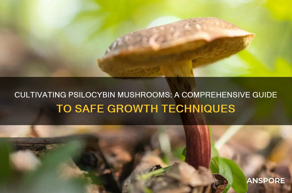 how to grow cylicybin mushrooms