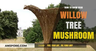 Reviving Dead Willow Trees: A Guide to Growing Mushrooms Successfully