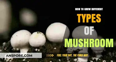 Mastering Mushroom Cultivation: A Guide to Growing Varied Fungal Species