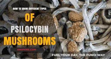 Mastering Psilocybin Mushroom Cultivation: Techniques for Diverse Varieties