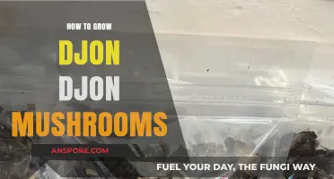 Mastering Djon Djon Mushroom Cultivation: A Step-by-Step Growing Guide
