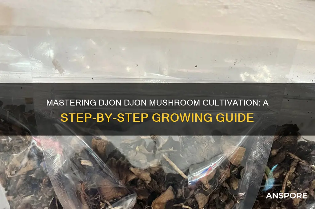 how to grow djon djon mushrooms