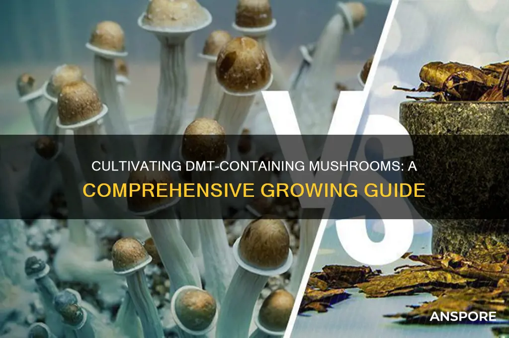 how to grow dmt mushrooms