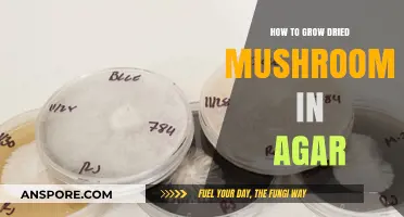 Mastering Agar Cultivation: Growing Dried Mushrooms Step-by-Step Guide