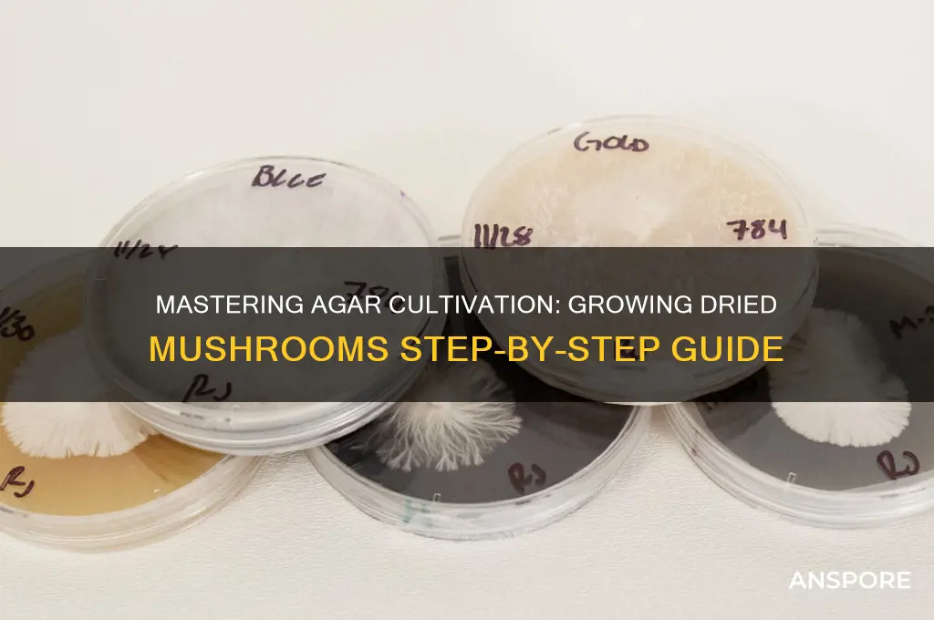 how to grow dried mushrooms in agar