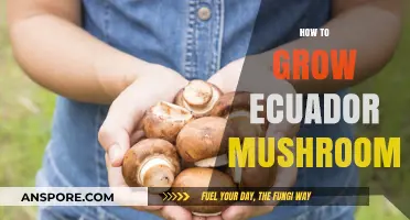 Mastering Ecuador Mushroom Cultivation: Essential Tips for Successful Growth