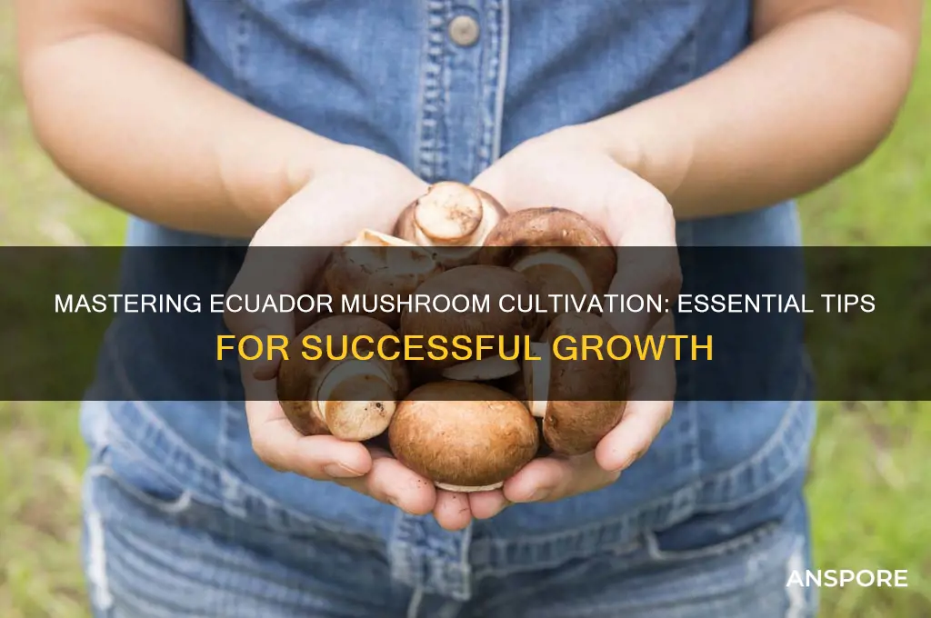 how to grow ecuador mushrooms