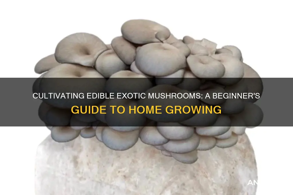how to grow edible exotic mushrooms at home