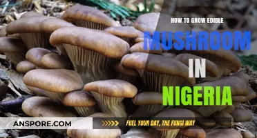 Cultivating Edible Mushrooms in Nigeria: A Beginner's Guide to Success