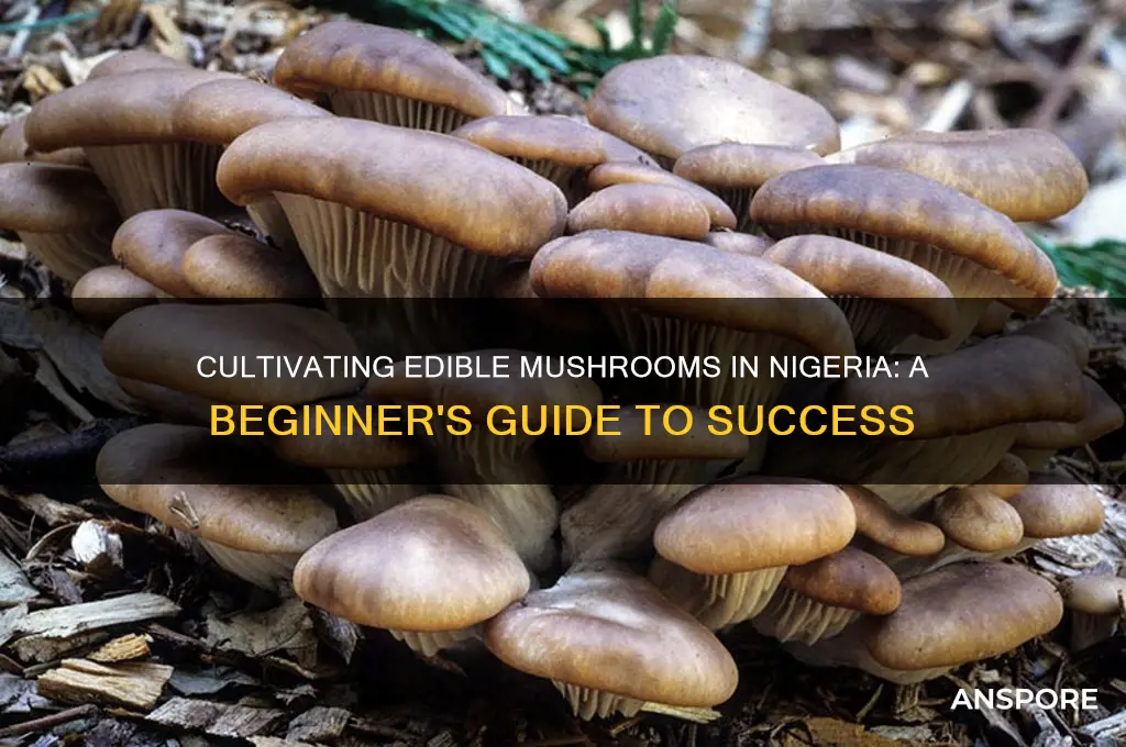 how to grow edible mushroom in nigeria