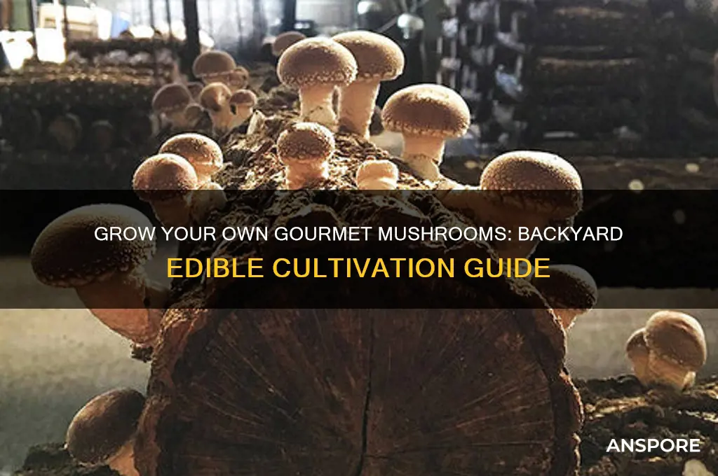 how to grow edible mushroom on ypur back yard