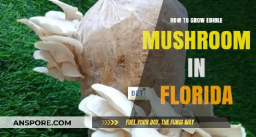 Growing Edible Mushrooms in Florida: A Beginner's Guide to Success