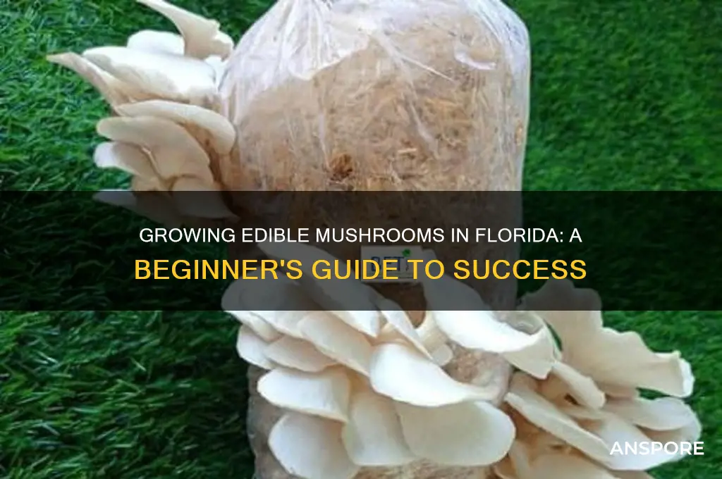 how to grow edible mushrooms in florida