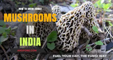 Growing Edible Mushrooms in India: A Beginner's Guide to Success