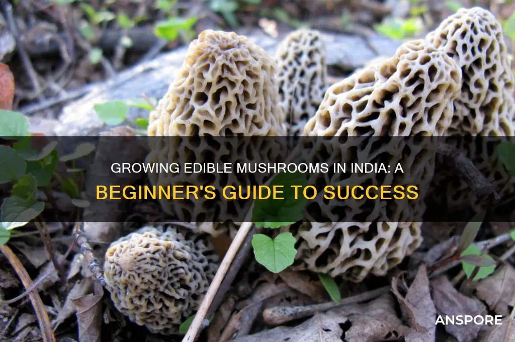 how to grow edible mushrooms in india