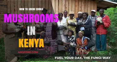 Growing Edible Mushrooms in Kenya: A Beginner's Guide to Success