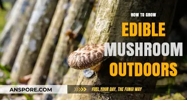 Growing Edible Mushrooms Outdoors: A Beginner's Guide to Success