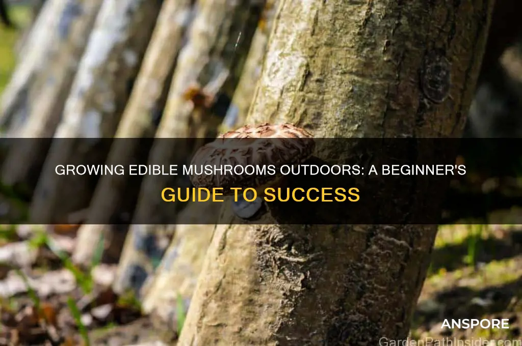 how to grow edible mushrooms outdoors