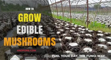 Mastering Mushroom Cultivation: A Guide to Growing Edible Fungi at Home