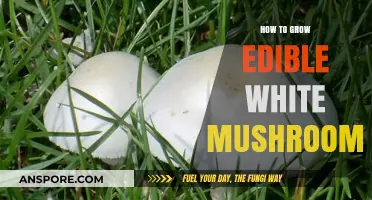 Growing Edible White Mushrooms: A Beginner's Guide to Cultivation