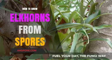 Growing Elkhorns from Spores: A Step-by-Step Guide for Beginners
