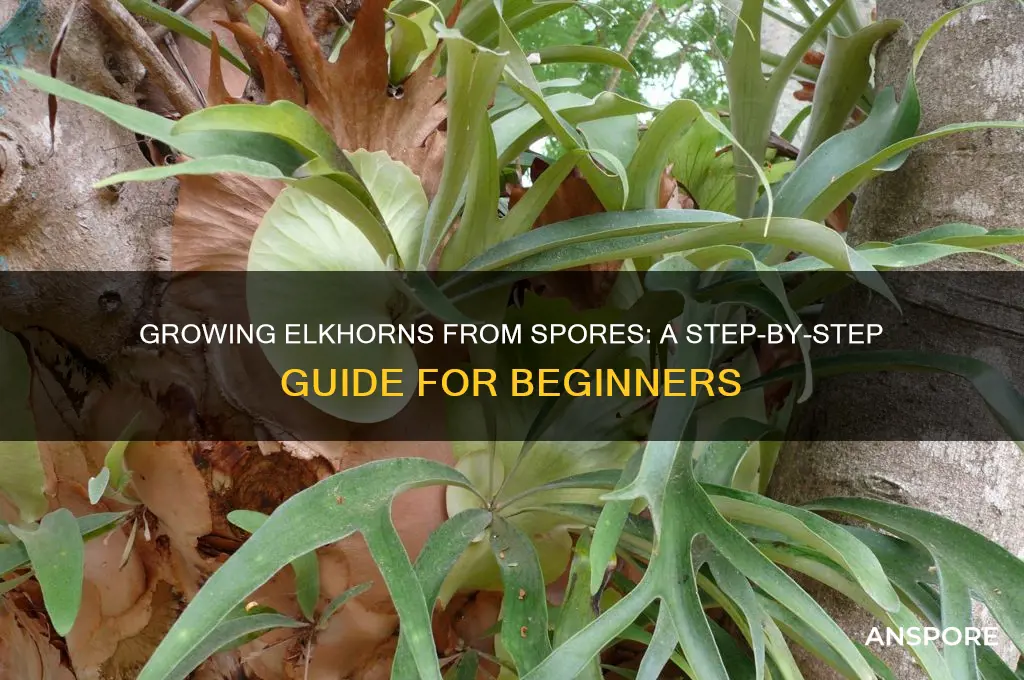how to grow elkhorns from spores