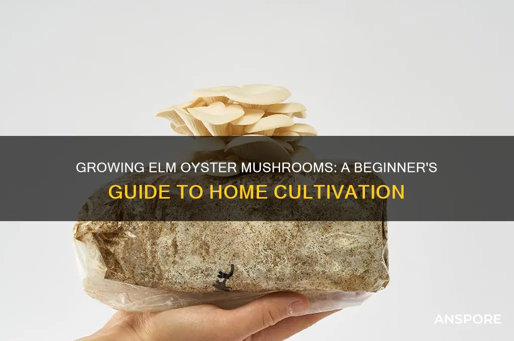 how to grow elm oyster mushrooms at home