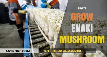 Mastering Enoki Mushroom Cultivation: Simple Steps for Abundant Harvests
