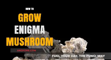 Mastering the Art of Growing Enigma Mushrooms: A Comprehensive Guide