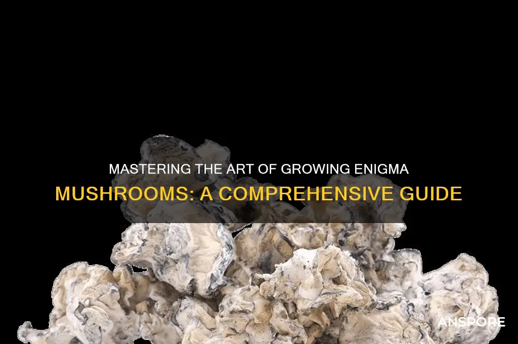 how to grow enigma mushroom