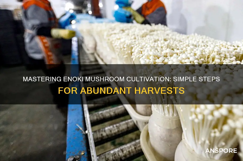how to grow enoki mushroom