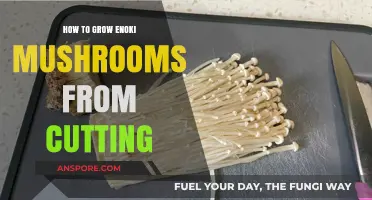 Grow Enoki Mushrooms: Simple Cutting Method for Beginners