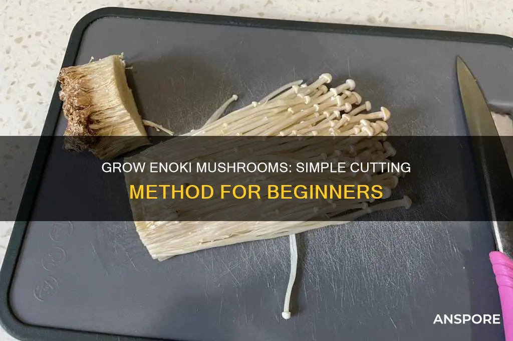 how to grow enoki mushrooms from cutting