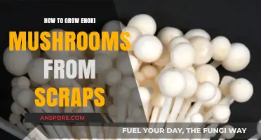 Regrow Enoki Mushrooms: Simple Steps Using Kitchen Scraps at Home