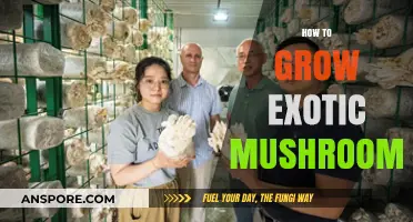 Mastering the Art of Growing Exotic Mushrooms at Home
