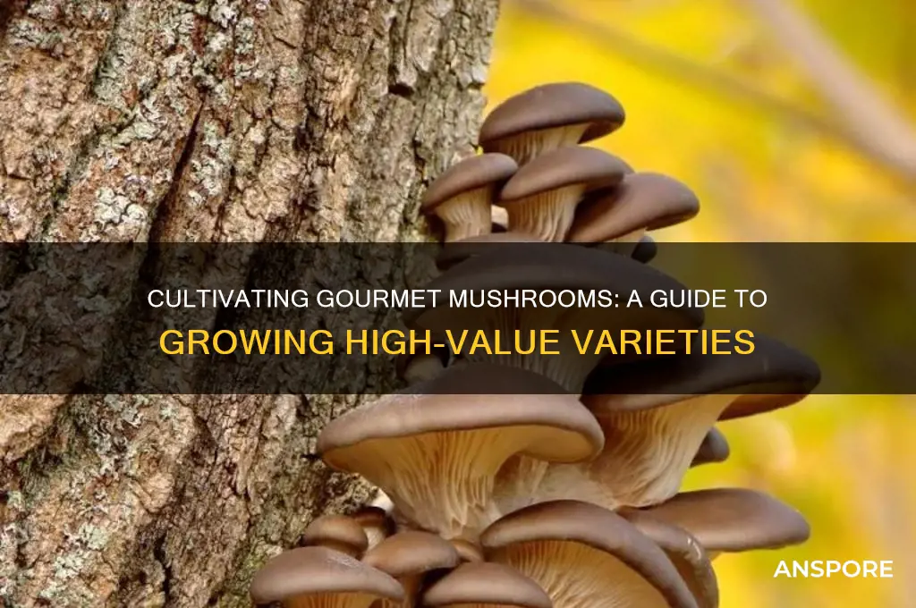 how to grow expensive mushrooms