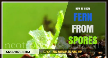 Mastering Fern Propagation: A Step-by-Step Guide to Growing Ferns from Spores
