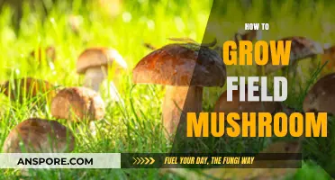 Mastering Field Mushroom Cultivation: A Step-by-Step Growing Guide