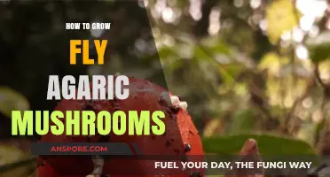 Cultivating Fly Agaric Mushrooms: A Comprehensive Guide to Successful Growth