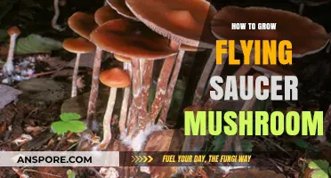 Cultivating Flying Saucer Mushrooms: A Step-by-Step Growing Guide