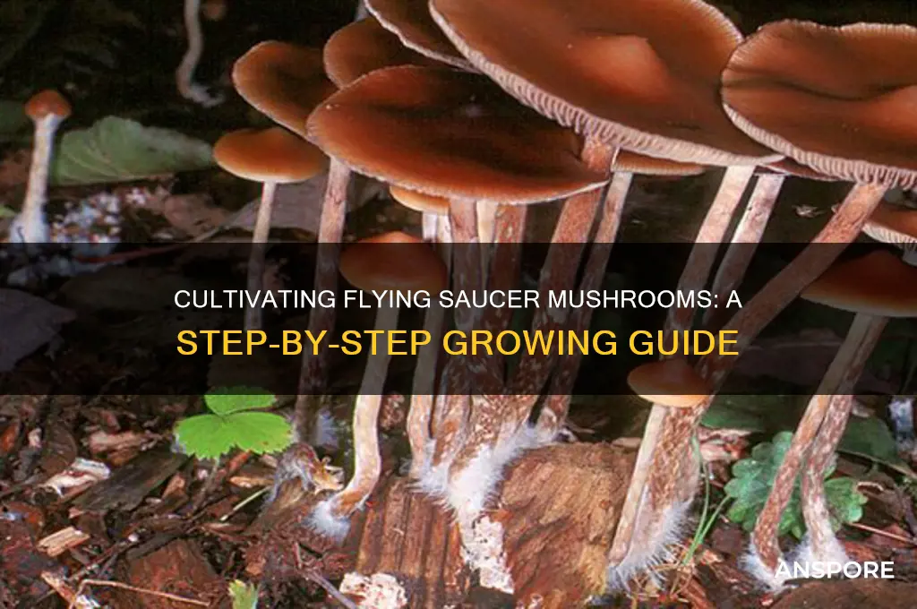 how to grow flying saucer mushrooms