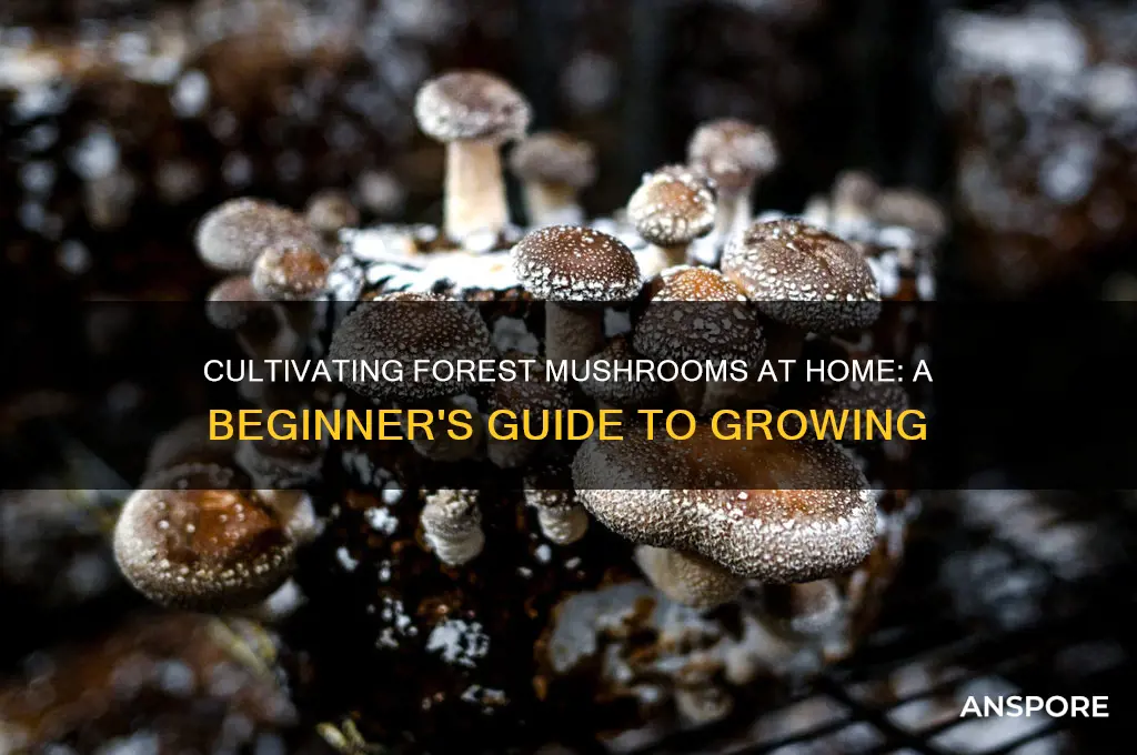 how to grow forest mushrooms at home