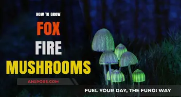 Growing Foxfire Mushrooms: A Beginner's Guide to Bioluminescent Fungi