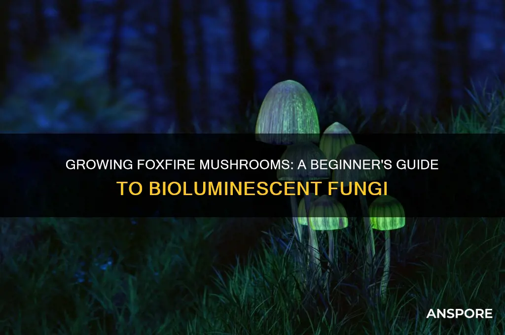 how to grow fox fire mushrooms
