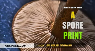 Mastering Mushroom Cultivation: Growing from Spore Prints Step-by-Step
