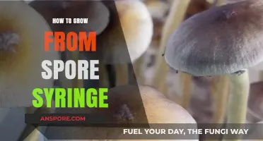 Mastering Mushroom Cultivation: A Step-by-Step Guide to Growing from Spore Syringe
