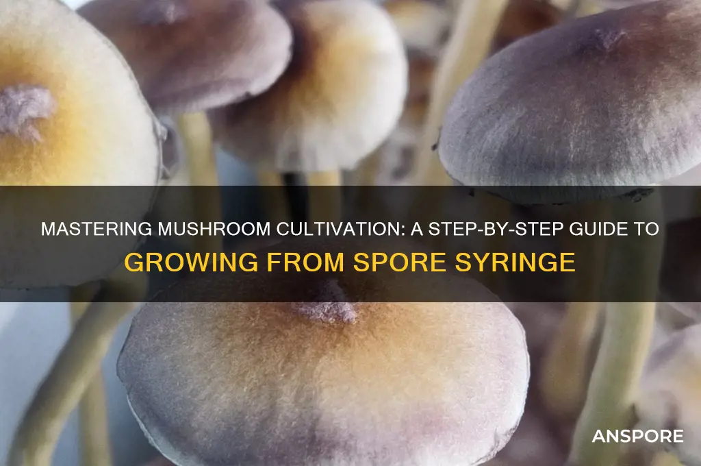 how to grow from spore syringe