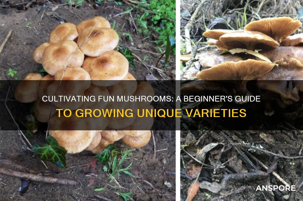 how to grow fun mushrooms