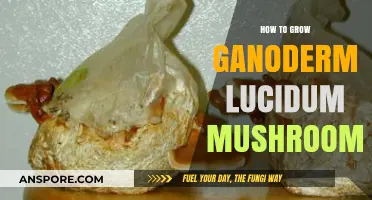Mastering Ganoderma Lucidum Cultivation: A Comprehensive Mushroom Growing Guide